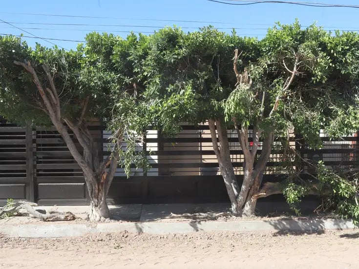 Hermosillo: Vecinos de Casa Blanca denuncian que maquinaria “trasquiló” árboles