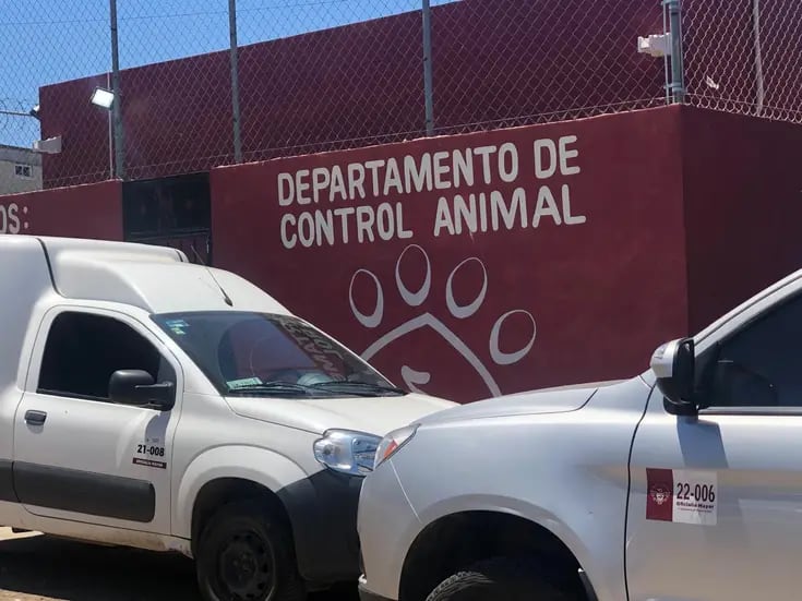 Falta entregas tres perros de los 13 rescatados en albergue de Rosarito