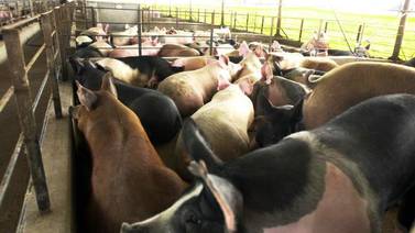 Porcicultores de Sonora no ven beneficio con aranceles de China