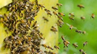 Bomberos atienden reporte de ataque de abejas en Hermosillo