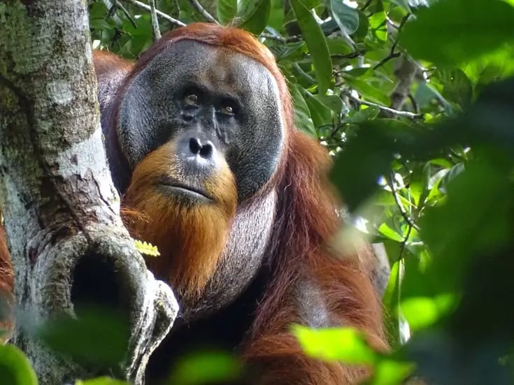 Científicos observan a orangután tratando una herida con planta medicinal