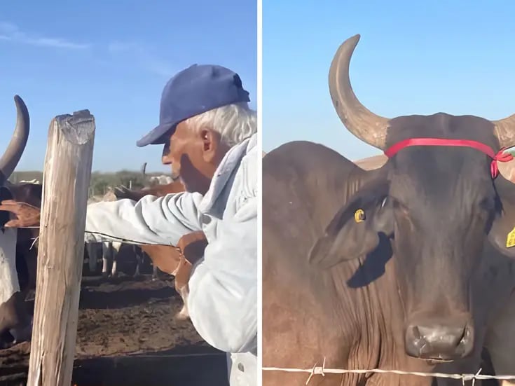 VIDEO: Abuelito coloca listón rojo en sus vacas embarazadas para protegerlas del eclipse
