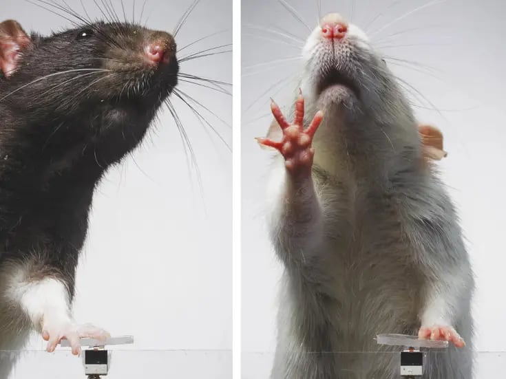 ¡Selfie de ratón! Fotógrafo parisino crea una cabina de fotos para roedores