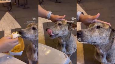 VIRAL: perro callejero llora al recibir comida y cariños de una persona 
