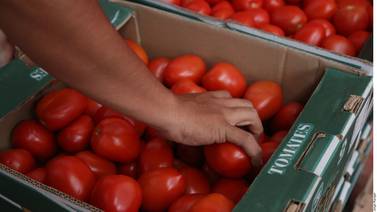 Señalan que el frío dejó "abortos" en tomates