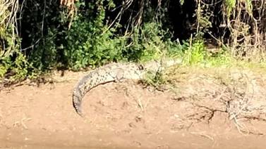Alertan a mantener una precaución extrema por avistamiento de cocodrilo en el Río Sinaloa