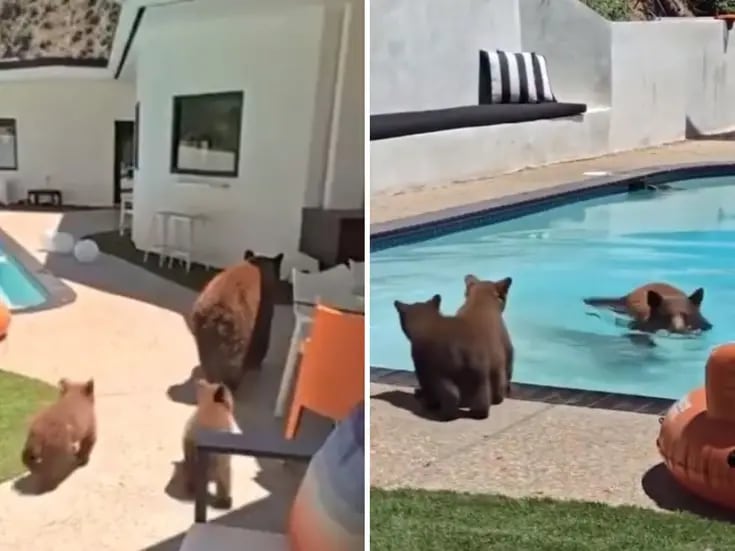 Familia de osos entran a casa en California para refrescarse en la alberca