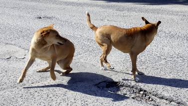 Buscan prevenir riesgos por perros salvajes y garrapatas en Isla de Cedros