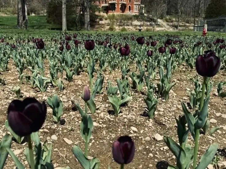 Tatuadora planta 10 mil tulipanes negros en su casa y acepta visitantes