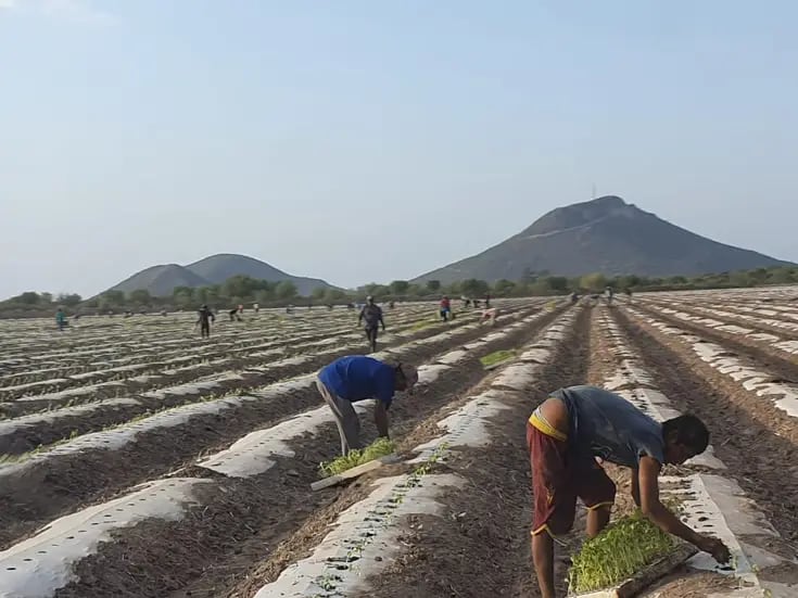Cosecha de hortalizas en el Sur de Sonora brinda un “respiro” a jornaleros agrícolas