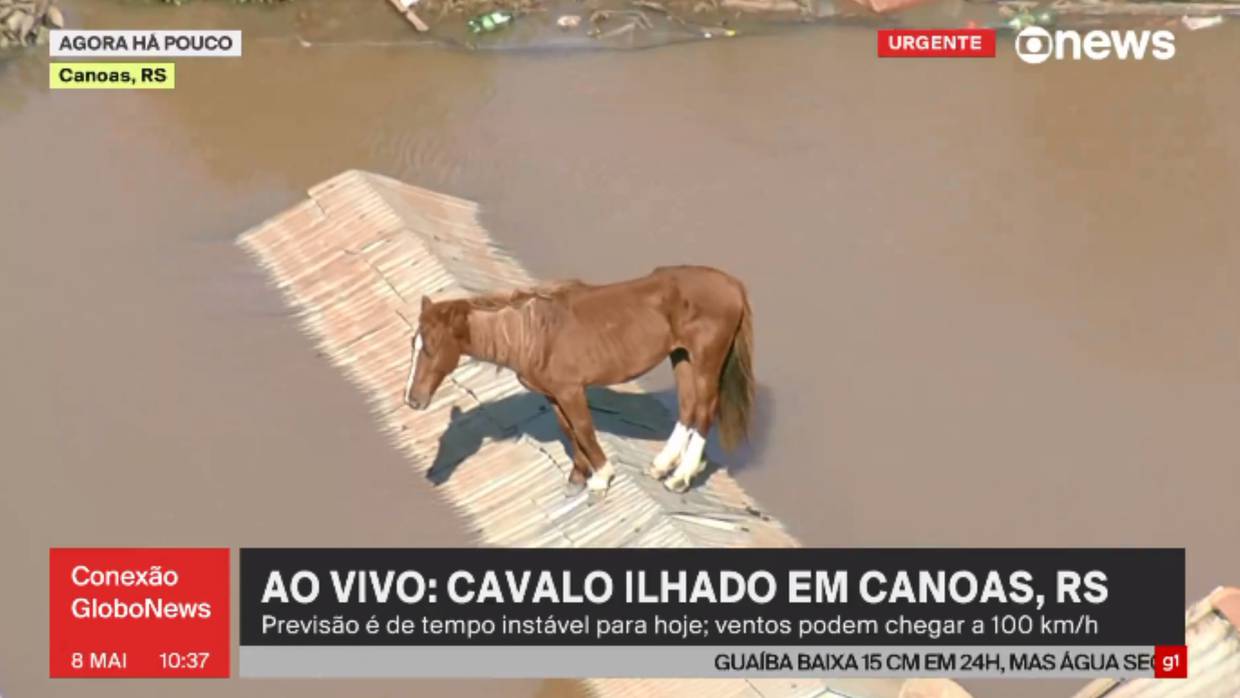 Caballo atrapado en techo durante inundaciones en Brasil. Foto: @GloboNews en X
