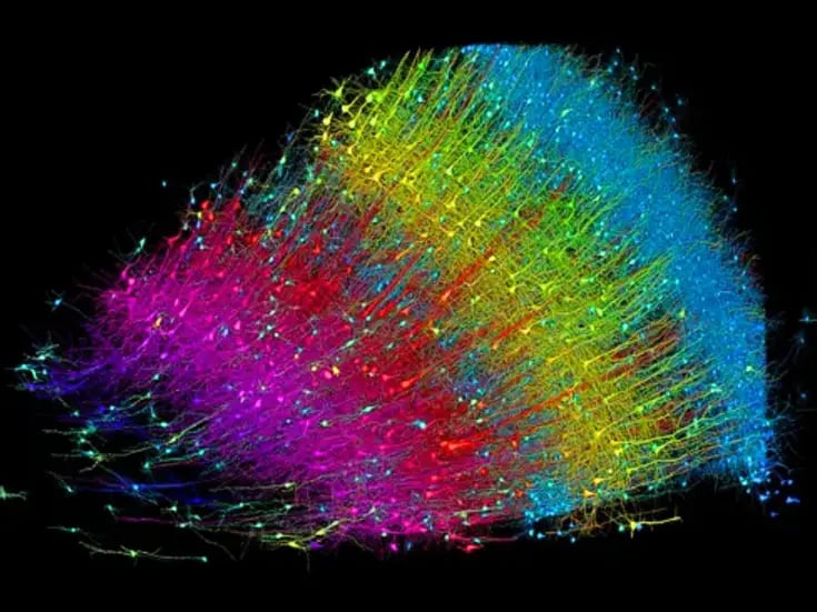 ¿Cómo se ve el cerebro humano de verdad? Google, Harvard e IA hacen el retrato más sorprendente hasta ahora
