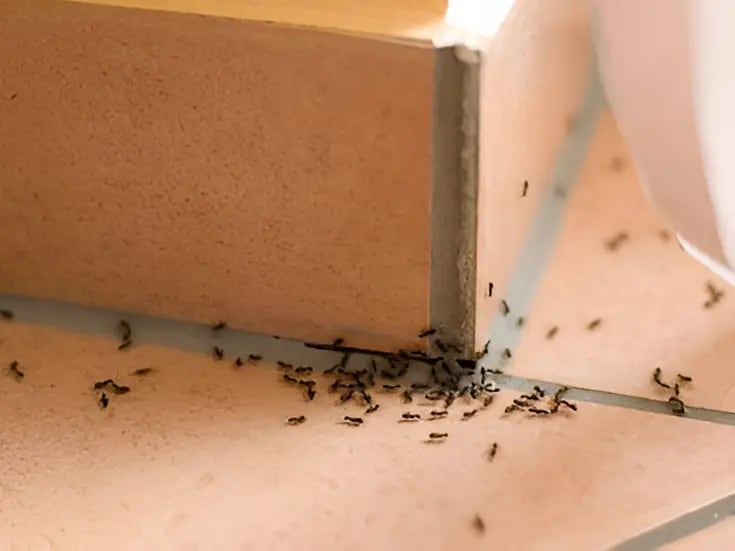 Remedio infalible para deshacerte de las hormigas en tu hogar