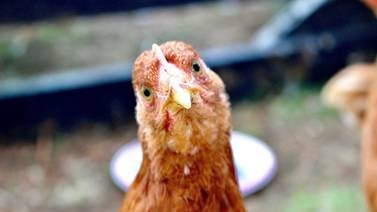 ¿Por qué una pandemia de gripe aviar sería 100 veces peor que la de Covid, según estiman expertos?