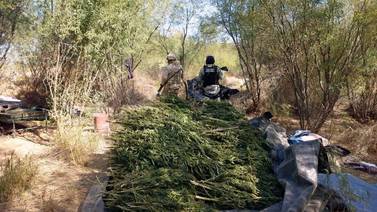 Aseguran y destruyen plantío de marihuana en Pitiquito