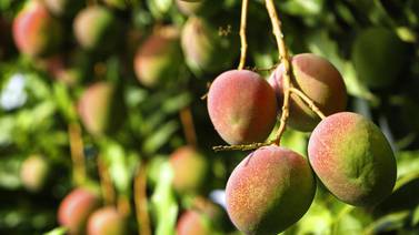 Aprende a cultivar un árbol de mango en casa