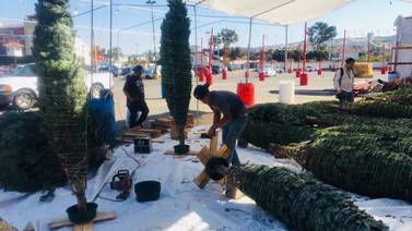 Comienza llegada de arbolitos de Navidad a Tijuana