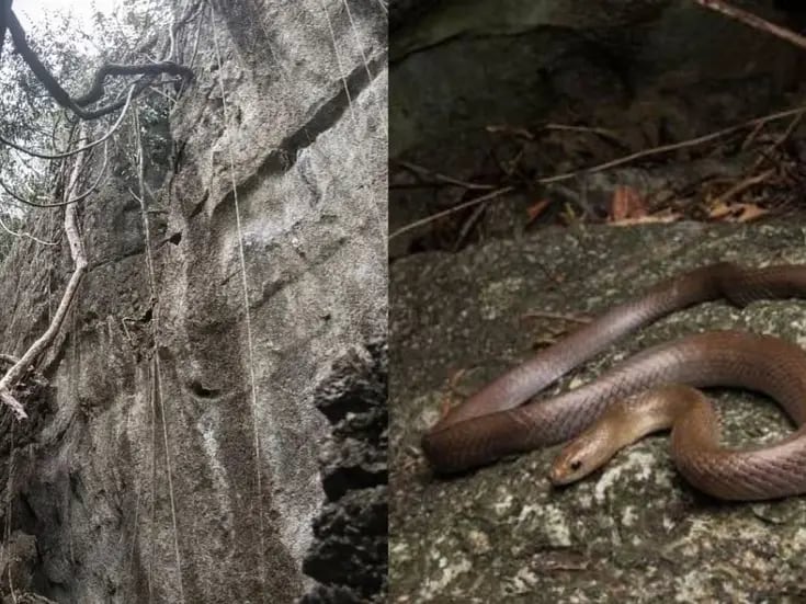 Descubren una nueva especie de serpiente con la capacidad de trepar en cueva de Tailandia  