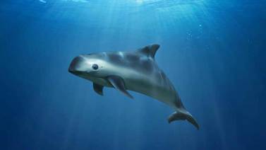 Evalúan medidas para proteger vaquita marina