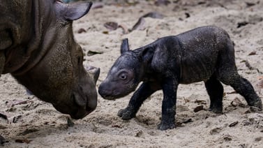  Nace un nuevo Rinoceronte de Sumatra, especie en peligro crítico de extinción