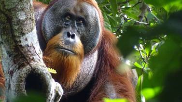 Científicos observan a orangután tratando una herida con planta medicinal
