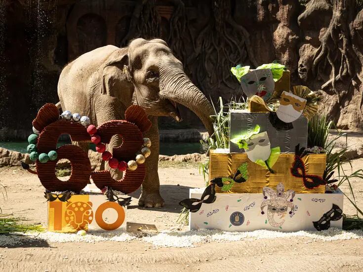 La elefanta Trompita festeja su cumpleaños número 63 en zoológico de Guatemala