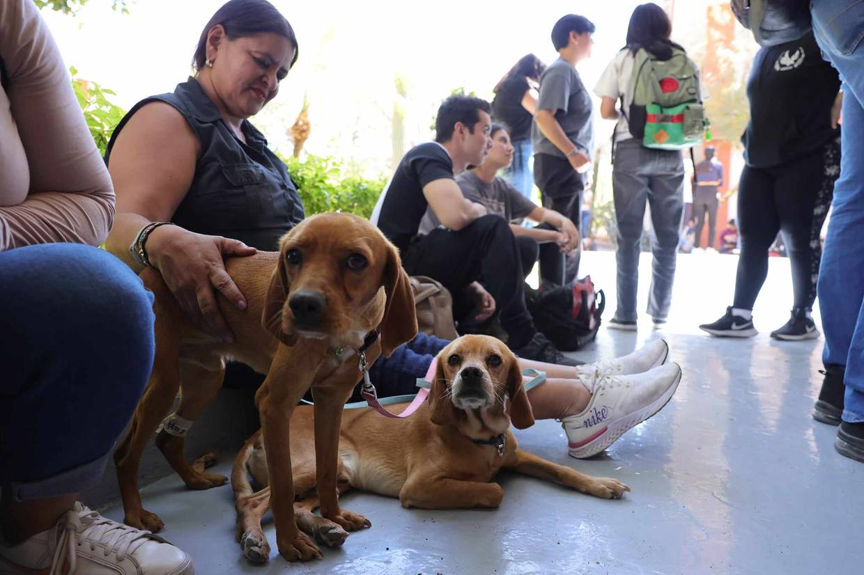 Adeus realiza esterilización gratuita de 70 mascotas en la Unison