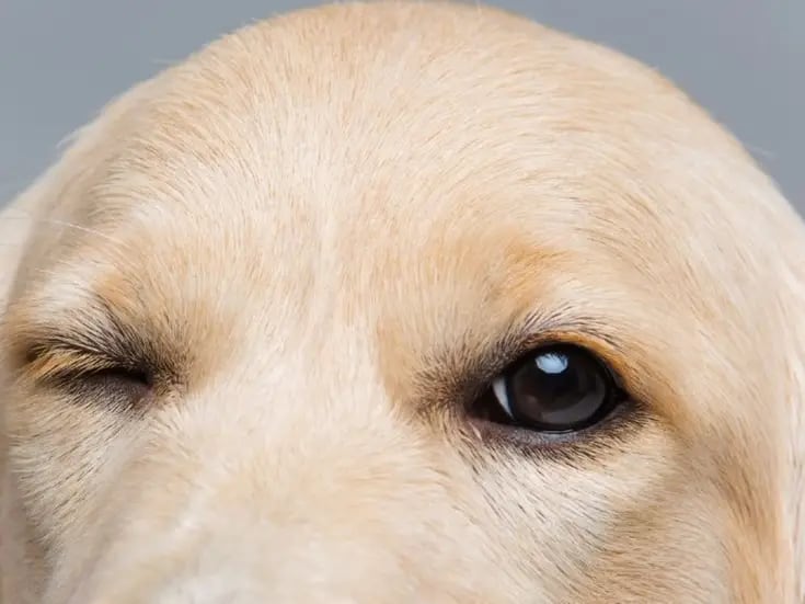 ¿Por qué los perros tienen ojos de cachorro? Hallazgo desmiente creencia que involucraba a los humanos