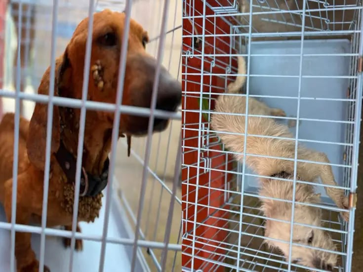 Resguardan a tres perros tras cateos por maltrato animal en Tijuana