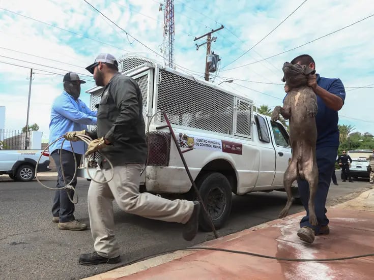 Cemca apoyará captura de perros en San Felipe