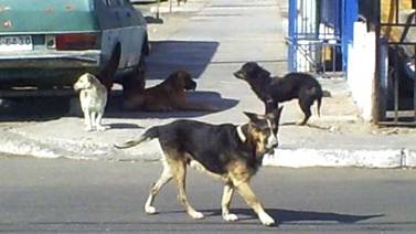 Registro de perros en Rosarito inicia en el mes de junio