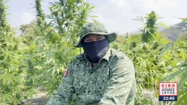 Mariguanero: Cultivar mariguana en Tierra Caliente ya no es negocio porque la están legalizando