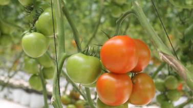 Tomate rojo ocupa segundo lugar en los campos de la zona costa