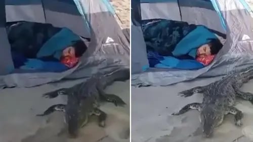 VIDEO: Acampan en la playa y encuentran un cocodrilo durmiendo a su lado