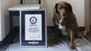 Récord Guinness quita título a Bobi como el perro más longevo