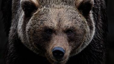 Mujer encontrada muerta tras encuentro con oso grizzly cerca del Parque Nacional Yellowstone