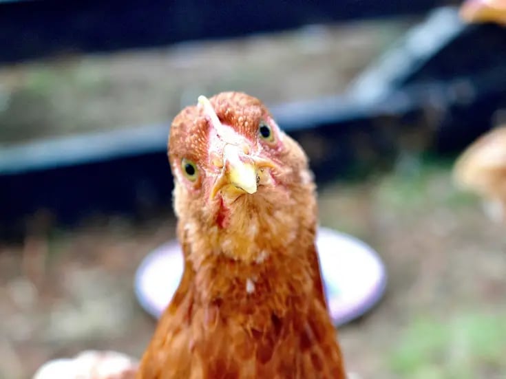 Gripe aviar afecta a granjas californianas