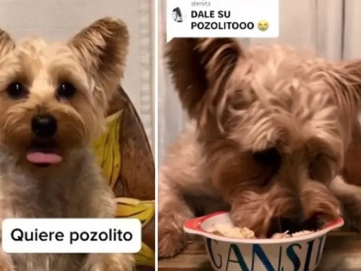 Enternecedor video de perrito comiendo pozole luego de pedirlo eufóricamente