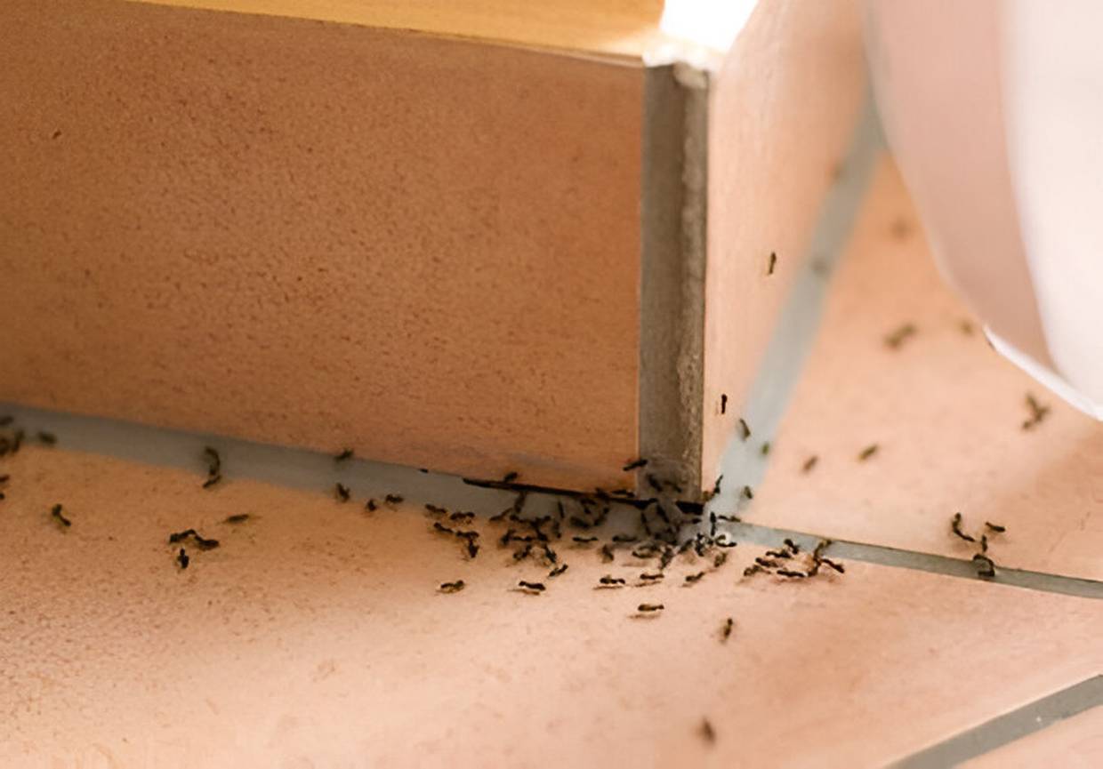 Con estos consejos, podrás deshacerte de las hormigas de manera segura y efectiva | Foto: iStock