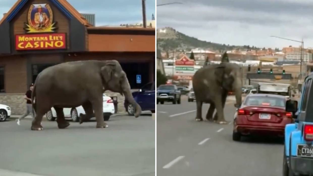 Viola, una elefanta de circo en Montana, sorprende al escaparse tras un susto, deteniendo el tráfico en las calles en Butte, Montana. Foto: Captura de Pantalla