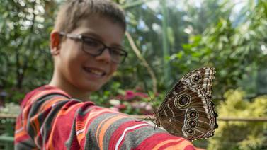 Mariposas monarca llegan al San Diego Zoo Safari Park