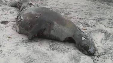 Aparecen sin vida lobo marino y 8 focas; tenían mordeduras