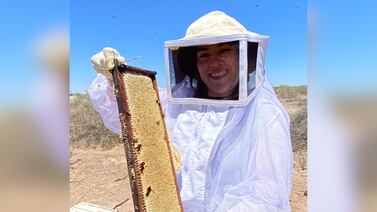 Apicultores aseguran que los apiarios se redujeron en un 50% debido a la sequía en Sonora
