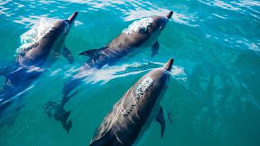 Lenguajes silbados humanos podrían ofrecen modelo para decodificar comunicación de los delfines