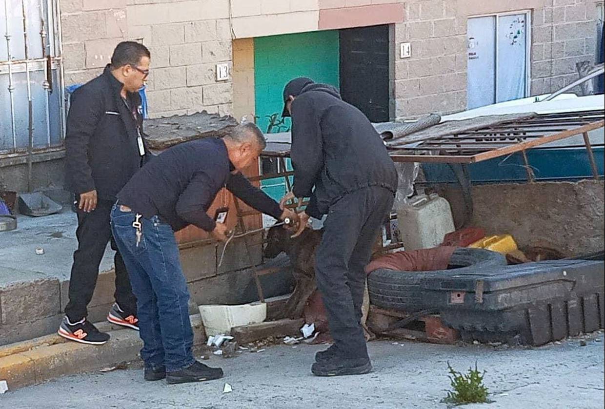 El rescate de los canes se registró en el fraccionamiento Pórticos de San Antonio.