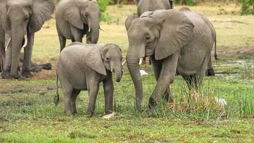 ¿Por qué Botsuana amenaza con enviar manadas de elefantes a Alemania?