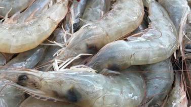 Granjas de Sonora se benefician al subir consumo de camarón 