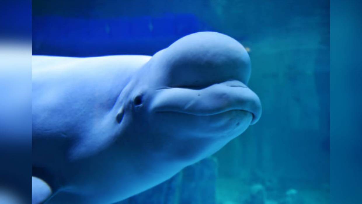 La impresionante inteligencia de la beluga: un vistazo al cerebro del ‘canario del mar’
