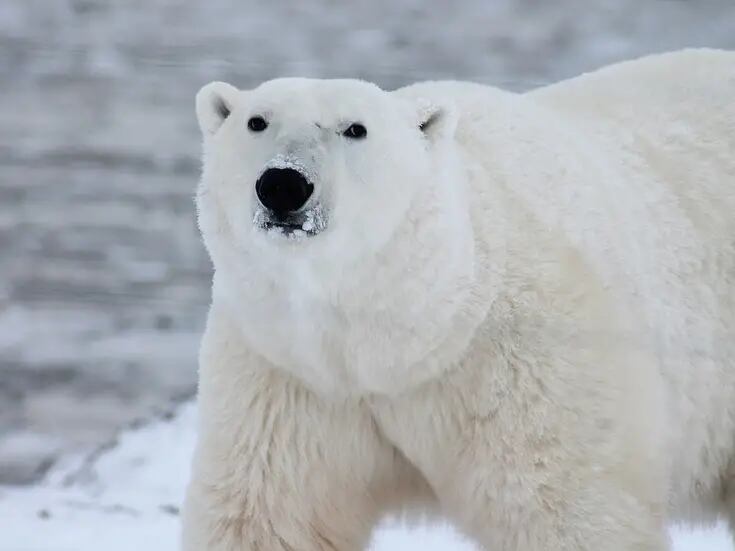 Día Internacional del Oso Polar: Cinco curiosidades que quizás no sabías