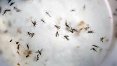 Reiteran llamado para eliminar al mosco que transmite el dengue